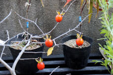 184704_1.jpg  : 108 KB