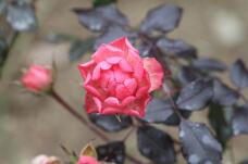 184711_1.jpg  : 116 KB