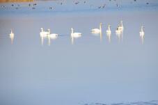 184732_1.jpg  : 78 KB