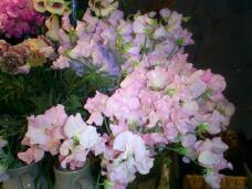 184761_1.jpg  : 125 KB