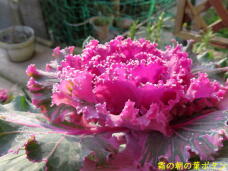 184766_3.jpg  : 59 KB