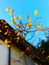 184813_1.jpg  : 83 KB