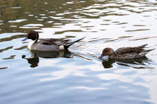 184830_3.jpg  : 70 KB