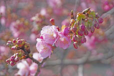 184848_1.jpg  : 125 KB