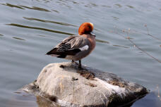 184849_1.jpg  : 62 KB