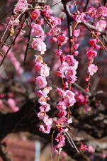 184872_2.jpg  : 94 KB