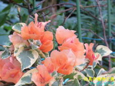 184892_1.jpg  : 53 KB