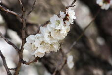 184939_3.jpg  : 102 KB