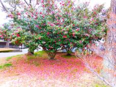 184952_2.jpg  : 271 KB