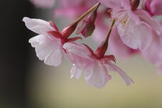 184957_3.jpg  : 74 KB