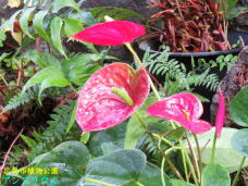 184979_2.jpg  : 84 KB