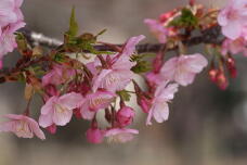 184990_1.jpg  : 101 KB