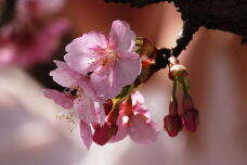 184990_2.jpg  : 96 KB