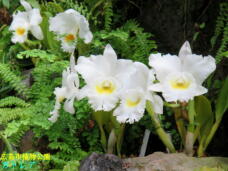 184995_2.jpg  : 52 KB