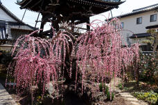 185045_3.jpg  : 158 KB