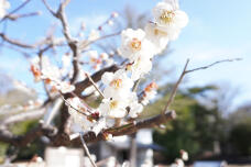 185047_1.jpg  : 115 KB