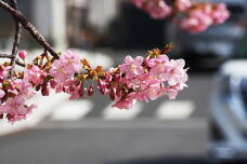 185053_2.jpg  : 110 KB