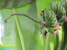 185057_1.jpg  : 48 KB