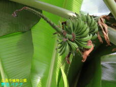 185057_3.jpg  : 45 KB