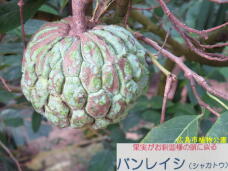 185076_1.jpg  : 59 KB