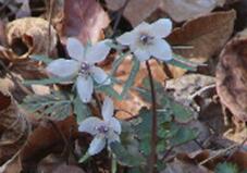 185084_1.jpg  : 33 KB