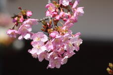 185086_2.jpg  : 105 KB