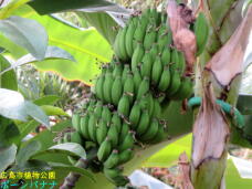 185090_2.jpg  : 53 KB