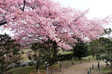 185098_3.jpg  : 161 KB