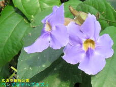 185116_1.jpg  : 42 KB