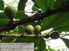 185129_1.jpg  : 43 KB