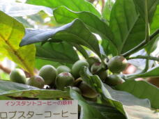 185129_2.jpg  : 46 KB