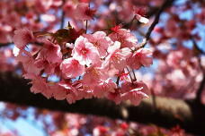 185156_2.jpg  : 133 KB