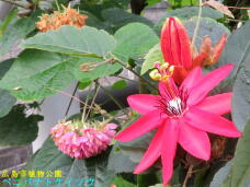 185161_1.jpg  : 61 KB