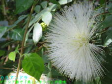 185173_2.jpg  : 61 KB