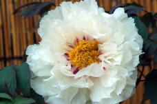 185175_2.jpg  : 51 KB