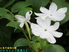 185189_2.jpg  : 34 KB