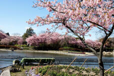 185197_1.jpg  : 153 KB