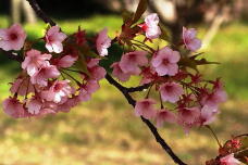 185199_2.jpg  : 135 KB