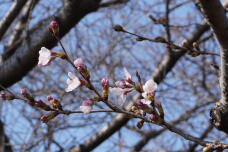 185207_1.jpg  : 174 KB