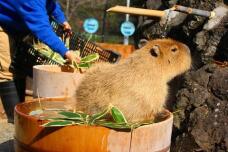 185210_1.jpg  : 34 KB