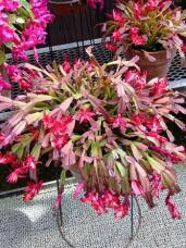 185213_1.jpg  : 79 KB