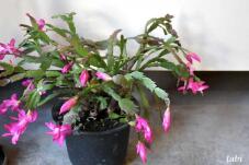 185219_1.jpg  : 40 KB