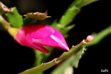 185219_4.jpg  : 37 KB