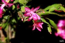 185219_6.jpg  : 34 KB