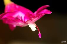 185219_9.jpg  : 36 KB