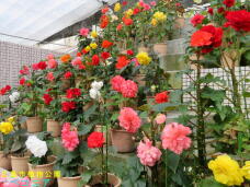 185220_2.jpg  : 90 KB