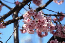 185225_2.jpg  : 110 KB