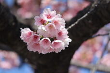 185225_3.jpg  : 77 KB