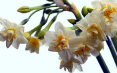 185231_1.jpg  : 71 KB