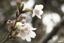 185243_3.jpg  : 36 KB